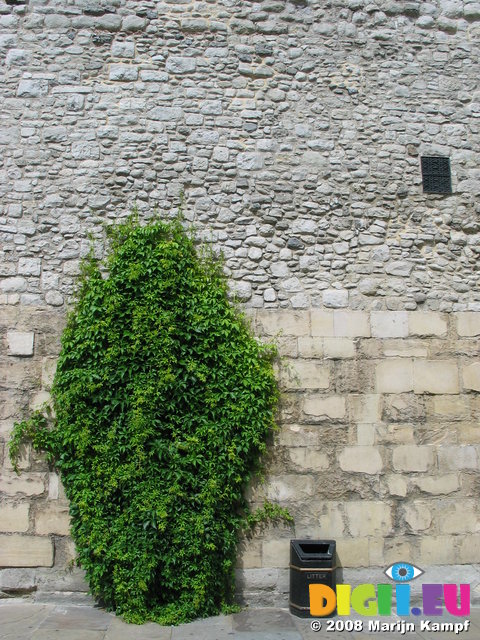 3153 Wall With Plant